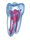 Dental root anatomy - First maxillary molar tooth. Medically accurate dental illustration