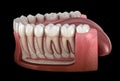 Dental Root anatomy of mandibular human gum and teeth, x-ray view. Medically accurate tooth illustration Royalty Free Stock Photo