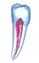 Dental root anatomy - Mandibular Second premolar tooth. Medically accurate dental illustration