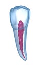 Dental root anatomy - Mandibular Second premolar tooth. Medically accurate dental illustration