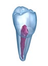 Dental root anatomy - Mandibular Second premolar tooth. Medically accurate dental illustration Royalty Free Stock Photo