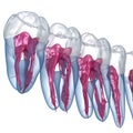 Dental root anatomy, Xray view. Medically accurate dental 3D illustration