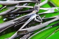 Dental surgical forceps after disinfection. Metal tools in a dental clinic Royalty Free Stock Photo