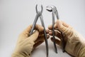 Dental surgical forceps to remove teeth in the hands of a dentist surgeon