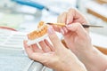 Dental technician work. prosthesis production. Painting teeth Royalty Free Stock Photo