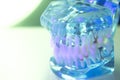 Dental teeth dentists model