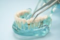 Dental teeth model with dentist tool for dentistry Royalty Free Stock Photo