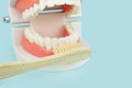 Dental Teeth Model dentures and wooden toothbrush on blue background, close-up.Model of jaw is used to demonstrate how human teeth Royalty Free Stock Photo