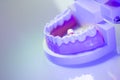 Dental teeth dental model