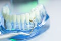 Dental teeth dentist model