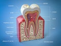 Dental tooth anatomy. Cross section of human tooth with infographics and description