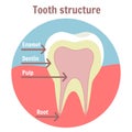 Dental tooth structure. Medical diagram of the structure of human tooth