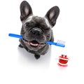 Dental toothbrush dog