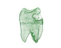 Dental wireframe tooth on white 3D illustration