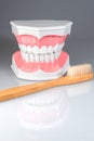Dentalstudy model Royalty Free Stock Photo