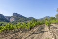 Dentelles de Montmirail chain of mountains and vineyards in wine region Provence in Vaucluse, France Royalty Free Stock Photo