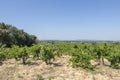 Dentelles de Montmirail chain of mountains and vineyards in wine region Provence in Vaucluse, France Royalty Free Stock Photo