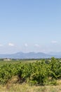Dentelles de Montmirail chain of mountains and vineyards in wine region Provence in Vaucluse, France Royalty Free Stock Photo