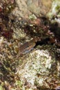 Dentex blenny Royalty Free Stock Photo