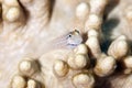 Dentex blenny Royalty Free Stock Photo