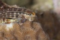 Dentex blenny