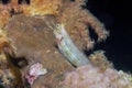 A Dentex Blenny Ecsenius dentex in the Red Sea