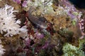 Dentex Blenny (escenius dentex)