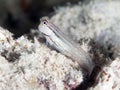 Dentex blenny Royalty Free Stock Photo