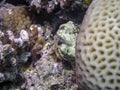 Dentex Blenny (Ecsenius dentex) in the Red Sea