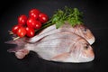 Dentex Fish Royalty Free Stock Photo