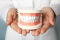 Dentist in coat holding typodont teeth, closeup