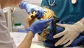 Dentist doing procedure of professional teeth cleaning dog in a veterinary clinic. Veterinarian cleans the teeth of a