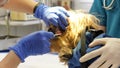 Dentist doing procedure of professional teeth cleaning dog in a veterinary clinic. Veterinarian cleans the teeth of a