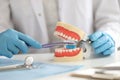 Dentist with gloves holds toothbrush and shows on jaw how to clean teeth correctly Royalty Free Stock Photo