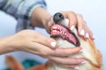 Dentist hold mouth examine oral cavity of dog, change of milk teeth in puppy Royalty Free Stock Photo