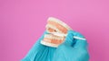 Dentist is hold Orthodontic model of teeth and Dental mirror on pink background.Hand wear blue latex glove Royalty Free Stock Photo