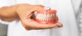 The dentist is holding dentures in his hands. Dental prosthesis in the hands of the doctor close-up.