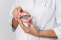 The dentist is holding dentures in his hands. Dental prosthesis in the hands of the doctor close-up.