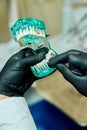 Dentist holding teeth model denture, showing with diagnostic periodontal probe