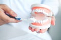 Dentist learning how to brush teeth Royalty Free Stock Photo