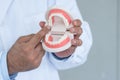 Dentist man's hands holding a jaw model. Doctor use fingers to point at the molars teeth and gums. Oral and Dental Health.