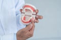 Dentist man's hands holding a jaw model. Doctor use fingers to point at the molars teeth and gums. Oral and Dental Health.