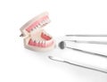 Dentist\'s tools and jaw model on white background Royalty Free Stock Photo