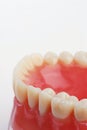 Dentist sample teeth Royalty Free Stock Photo