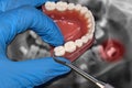 Dentist show molar over dental teeth model mold