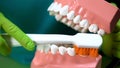 Dentist showing how to clean teeth with jaw model and toothbrush, dental care Royalty Free Stock Photo