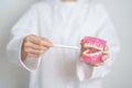 Dentist with tooth Anatomy model. Oral Teeth and disease, Scrape off tartar. March Oral health, Dentist Day, False Teeth.