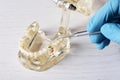 Dentist working with model of oral cavity with teeth at table Royalty Free Stock Photo