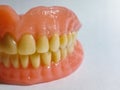 Dentistry full denture close up showing artificial teeth and gum