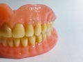 Dentistry full denture close up showing artificial teeth and gum Royalty Free Stock Photo